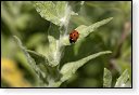 Coccinella septempunctata Lieveheersbeestje insect insecten kever kevers tor torren spin spinnen wesp wespen bij bijen sprinkhaan sprinkhanen vlieg vliegen mug muggen